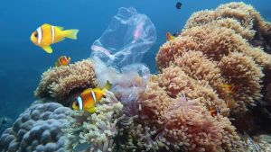 Underwater coral reef with sea anemones and clownfish, polluted with plastic bag