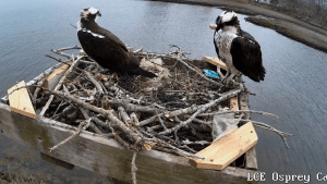 A screenshot of the Lloyd Center for the Environment Osprey nest camera