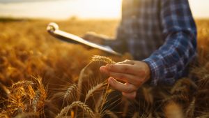 A person stands in a sun-lit wheat field examining wheat stalk.