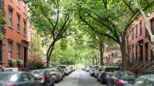 Trees and cars line a city street.