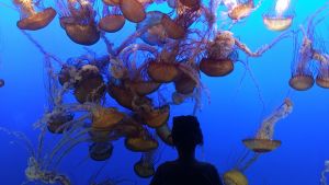 A silhouette of a person observing a large group of jellyfish in an aquarium. The jellyfish are golden-orange in color, floating against a vibrant blue background. The scene captures a moment of wonder and connection between the viewer and marine life.