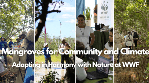 Mangroves for Community and Climate: Adapting in Harmony with Nature at WWF