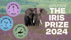 Elephant standing in field of purple flowers, white bold text on the right says, "Apply for The Iris Prize 2024"