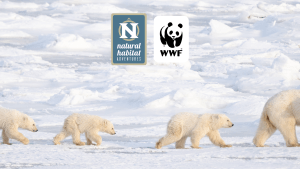 Polar bears walking in the Arctic//NatHab and WWF logos