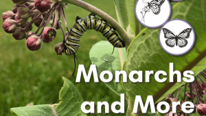 Cover of Monarchs and More Curriculum for 3-5th grade