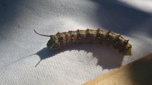 Anisota oakworm caterpillar