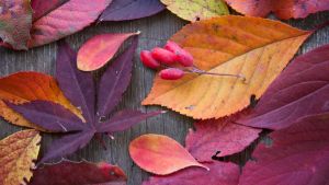 Collection of autumn leaves and berries