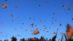 Millions of monarch butterflies flying