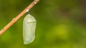 a green chrysalis hangs from a stem