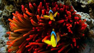 Two orange and white clownfish peeking out from anemone.