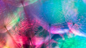 Vivid, colorful close up of dandelions