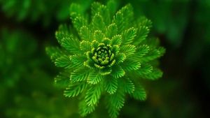 Photo of a close-up fern leaf