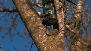 A wildlife camera attached to a tree branch
