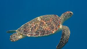 Green sea turtle swimming in blue ocean