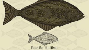 Illustration of a halibut