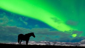 Silhouette of a horse on a ridge while a green aurora band streaks across the evening sky
