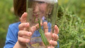 Photo of a young child holding a praying mantis in a glass jar