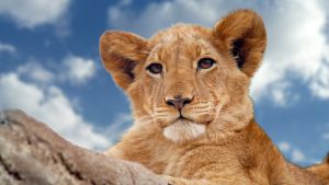 Photo of a lion cub