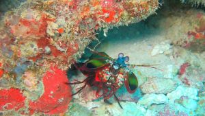 A single, colorful mantis shrimp peeking out from beneath a rocky outcrop in the ocean.