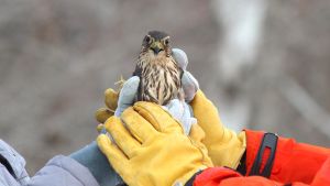 Merlin falcon held by two pairs of hands