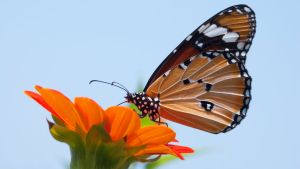 Monarch butterfly on a flower