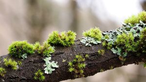 Moss and lichen growing on a branch