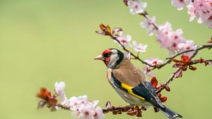 Finch with red, yellow, black, brown patches sits on branch with red and pink flowers.