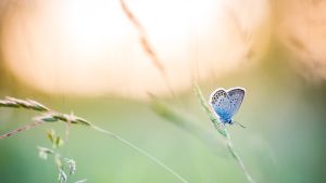 A blue butterfly on a wild barley stem