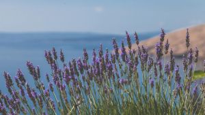 Purple flowers blooming with a view of the ocean in the background