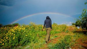 A person walks through a garden with a rainbow in the distance