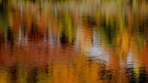 Watery reflection of fall foliage