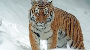 A tiger surrounded in snow stares at the viewer
