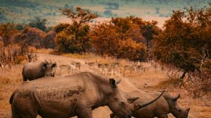 Two rhinos cross a dirt road