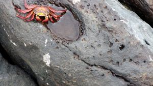 A single red crab on a small tide pool
