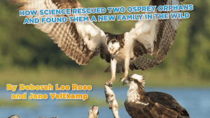 Three ospreys sitting on a nest while a fourth flies in with a fish hanging from its talons