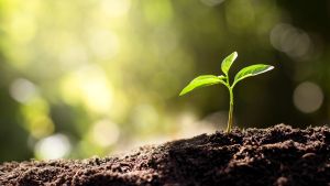 Seedling grows from soil