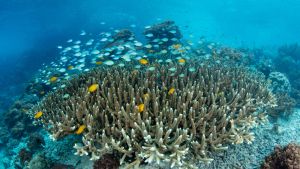 Colorful reef fish swim above healthy corals in Raja Ampat Indonesia