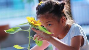 Child looking at sunflower.