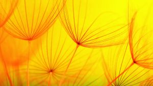 Macro photo of dandelion seeds