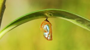Dazzling chrysallis hanging on a leaf.