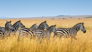 A herd of zebras in a field of yellow grass