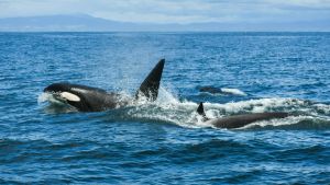 Pod of killer whales swimming in the ocean