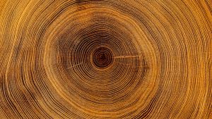 Cross-section of tree showing rings