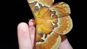 A hand holding a light brown moth