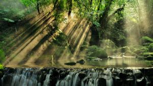 sunlight streams through a forest of trees and land on a stream and waterfall