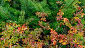 Wild rose and fir boughs in autumn