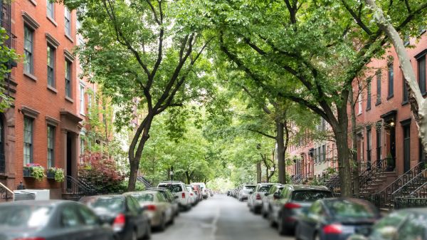 Trees and cars line a city street.