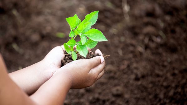 Cupped hands hold a small pile of soil with a growing plant