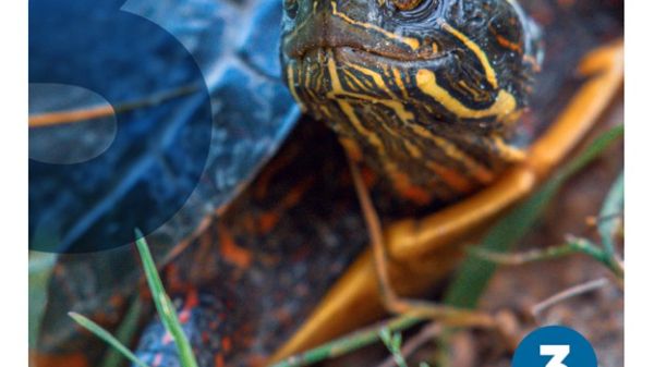 Environmental Educator Knowledge & Skills
