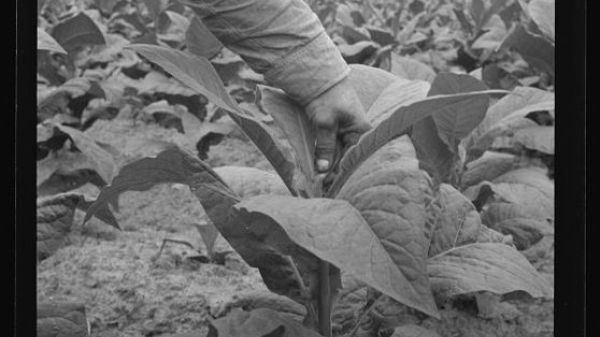 BW photo of an African American tenant farmer topping tobacco in Person County, North Carolina. 
